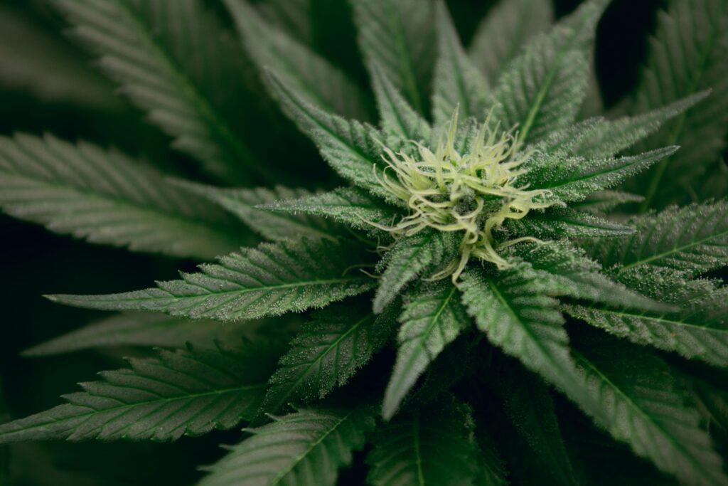weed